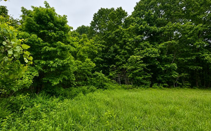 Pictures of Land property located at 113 wanda drive, Squires, MO 65755 for sales - image #1