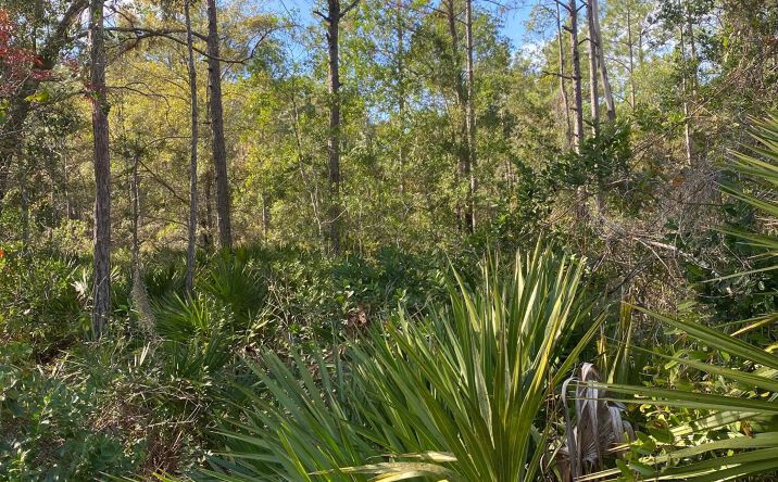 Pictures of Land property located at 820 Old Bubbly Road, Pierson, FL 32180 for sales - image #1