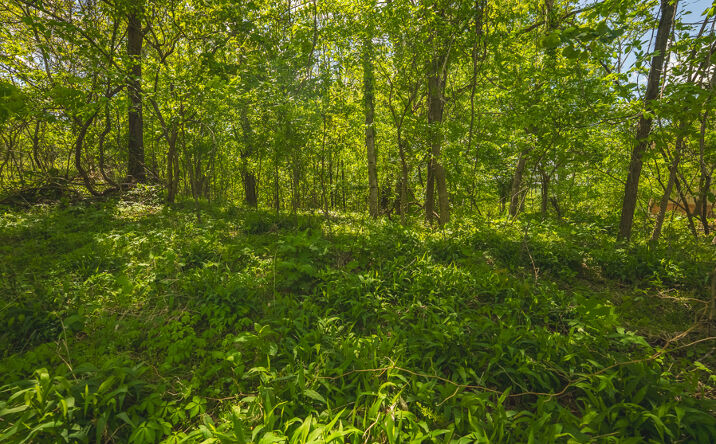 Pictures of Land property located at Lot 491 Magnolia Lane, Sharps Chapel, TN 37866 for sales - image #1