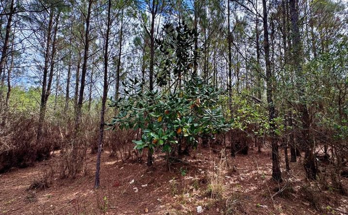 Pictures of Land property located at Vacant SW Captain Brown rd, Madison, FL 32340 for sales - image #1