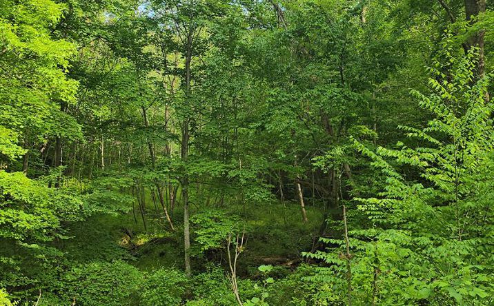 Pictures of Land property located at Toney Fork Road, Scarbro, WV 25917 for sales - image #1