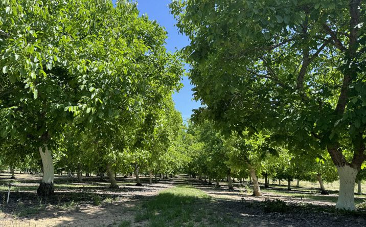 Pictures of Land property located at 18525 Farquhar Road, Cottonwood, CA 96022-9322 for sales - image #1