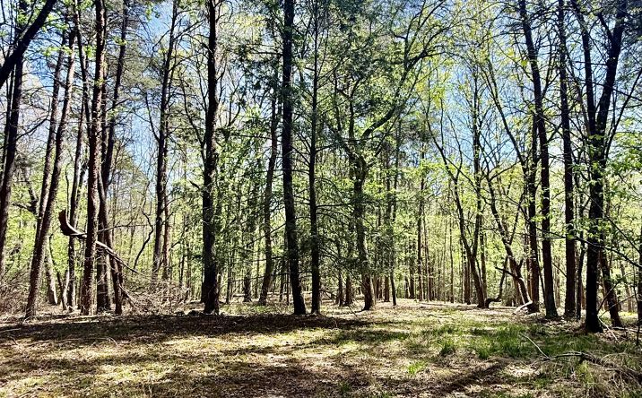 Pictures of Land property located at Timberwood Trce, Monteagle, TN 37356 for sales - image #1
