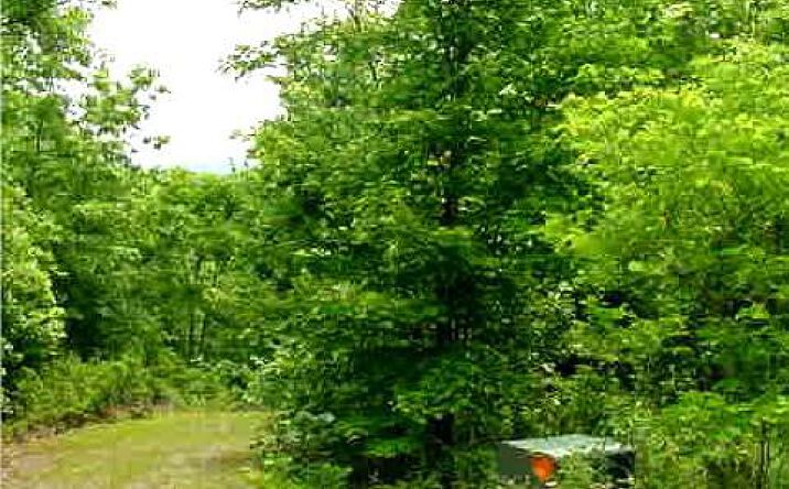 Rhinas Trail, Mineral Bluff