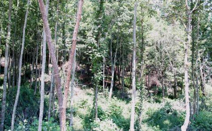 LT100 Fox Fields, Blairsville