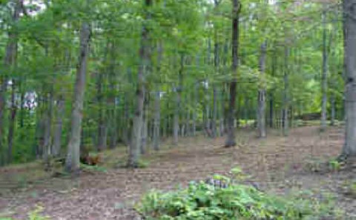 #31 Timberline Acres, Young Harris