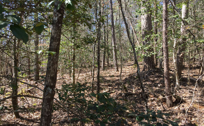 Trout Cove Road, Brasstown