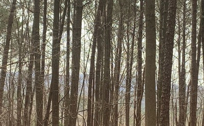 LT 3 Rivers Edge, Ellijay