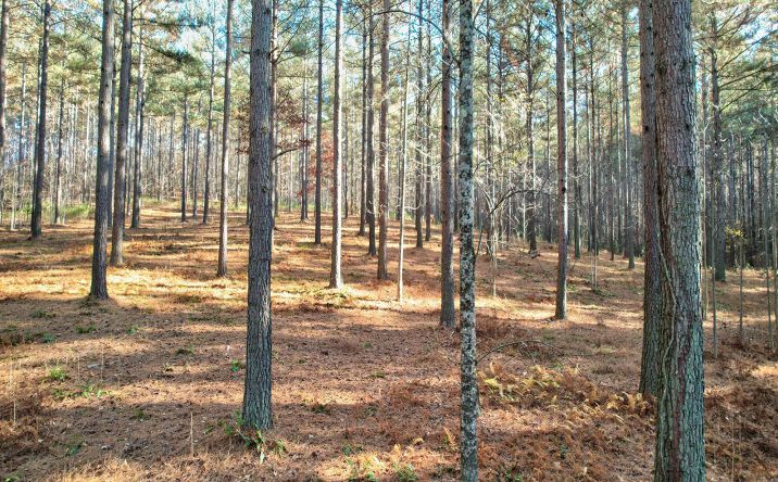 LT105 Thirteen Hundred, Blairsville