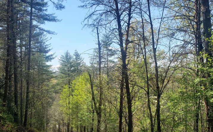 Pictures of Land property located at Whispering Creek Drive, Mineral Bluff, GA 30559 for sales - image #1
