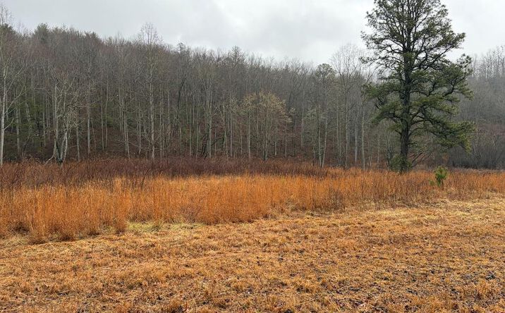 Pictures of Land property located at LOT 42 Whisper Woods Road, Hiawassee, GA 30546 for sales - image #1