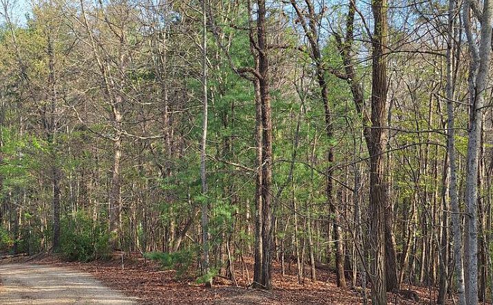 Pictures of Land property located at LOT 22 Mull Lane Cir, Morganton, GA 30560 for sales - image #1