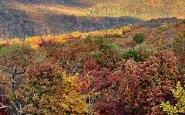 Pictures of Land property located at Lot 3 Upper Sassafras Parkway, Jasper, GA 30143 for sales - image #1