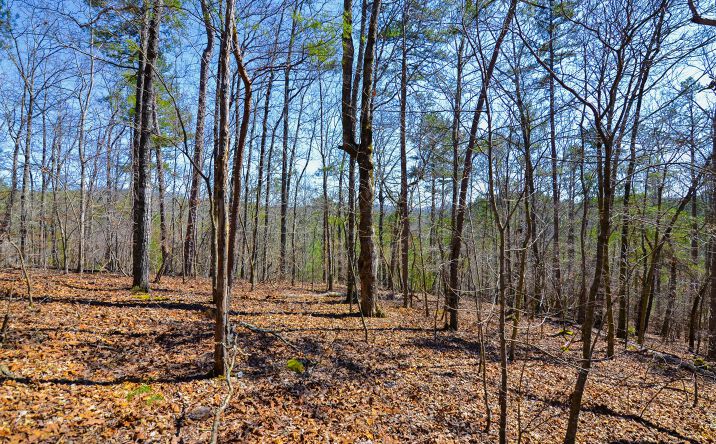 LT99 Mountain Creek Hollow Drive, Talking Rock