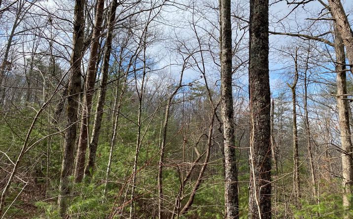 LOT2 Cohutta Overlook Iii, Blue Ridge