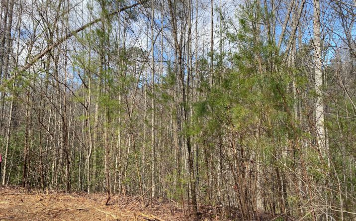 LOT1 Cohutta Overlook Ii, Blue Ridge