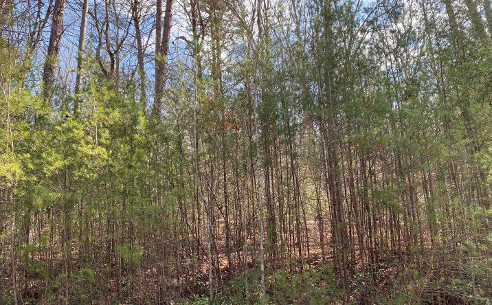 LOT4 Cohutta Overlook Ii, Blue Ridge
