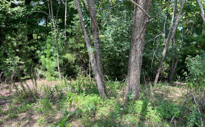 Lot 59 Fires Creek Cove Road, Hayesville