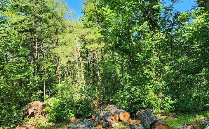 Foothills Drive, Blue Ridge