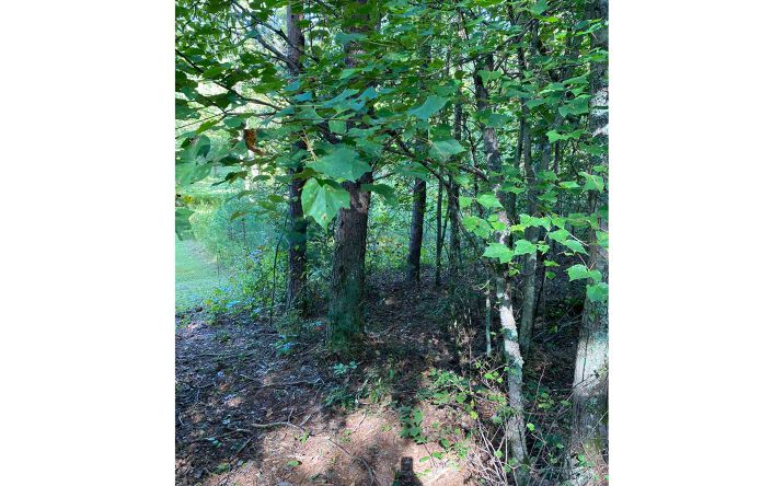 TBD Blackberry/Peachtree, Blairsville