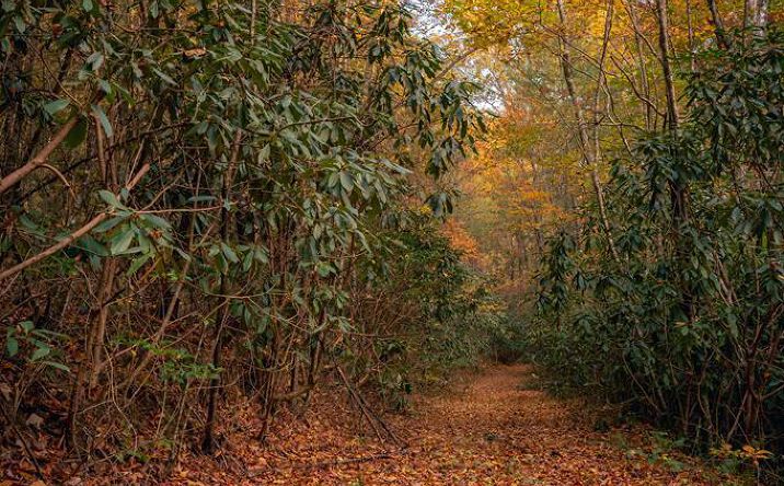 9.81 Camp Creek Road, Murphy
