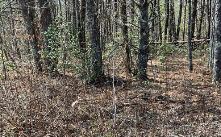 19.24 AC Roy Road, Ellijay