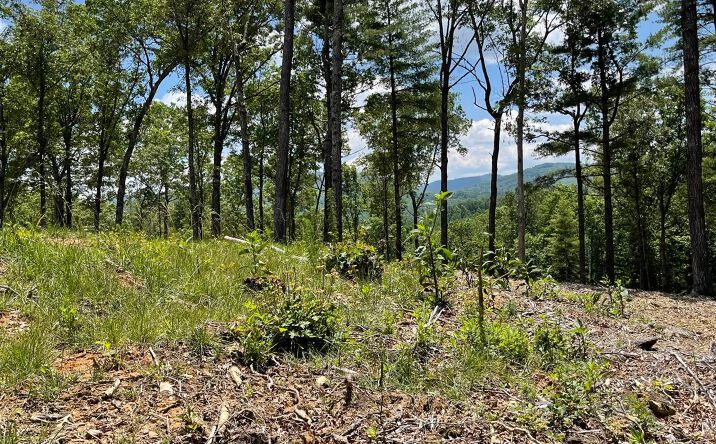 Pictures of Land property located at LOT 95 The Ridges, Morganton, GA 30560 for sales - image #1