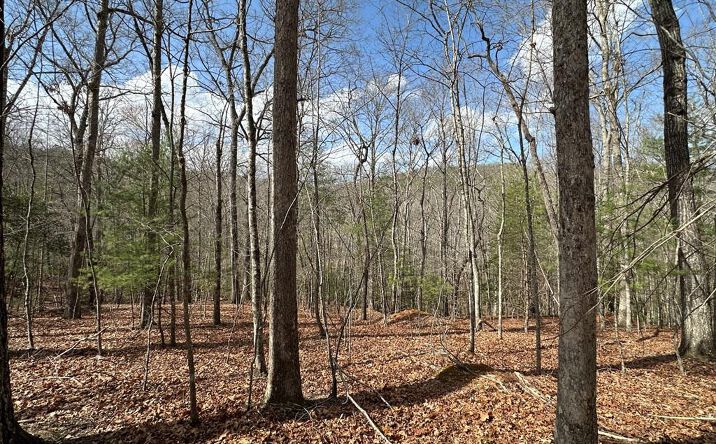 Lot 19 Black Oak Road, Blue Ridge