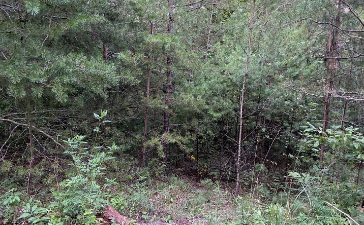 Lt 46 Whitecliff Drive, Ellijay