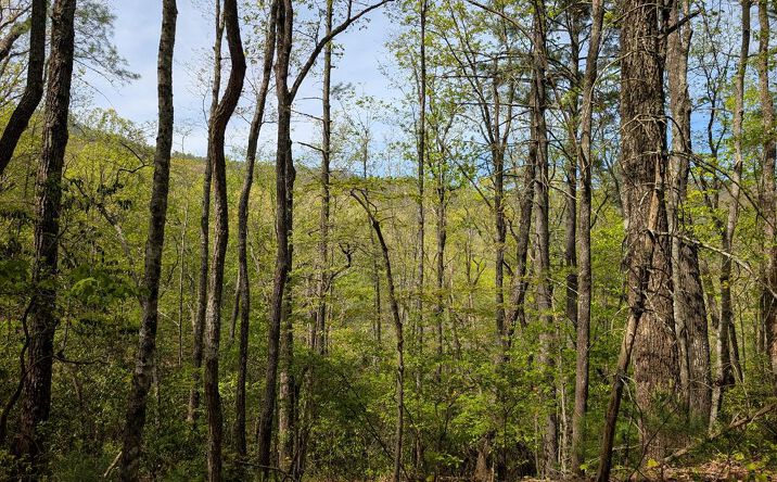 Pictures of Land property located at 348 Atali Circle, Murphy, MD 20906 for sales - image #1