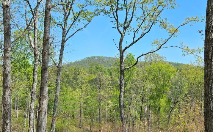 Pictures of Land property located at Lot 209 Oak Park Drive, Talking Rock, GA 30175 for sales - image #1