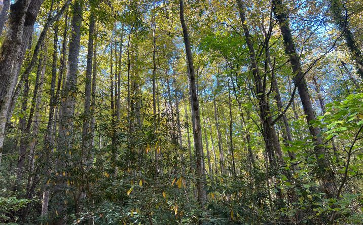 TR 1 Tusquittee Road, Hayesville