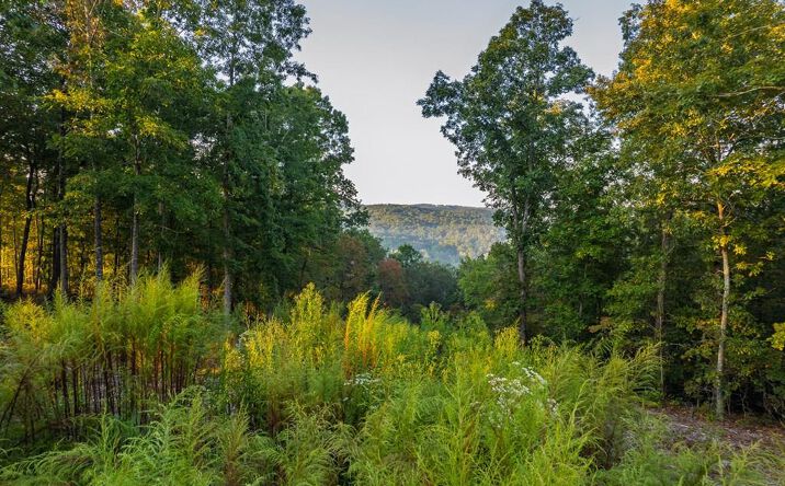 Pictures of Land property located at Lot 290 Anglers Ridge Road, Talking Rock, GA 30175 for sales - image #1