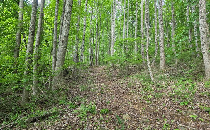 Pictures of Land, Multifamily property located at TBD Bent Nail Rd, Hillsville, VA 24343 for sales - image #1