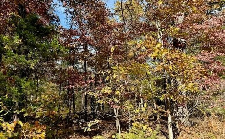 Pictures of Land property located at 000 Private Road 5-200, Gainesville, MO 65655 for sales - image #1