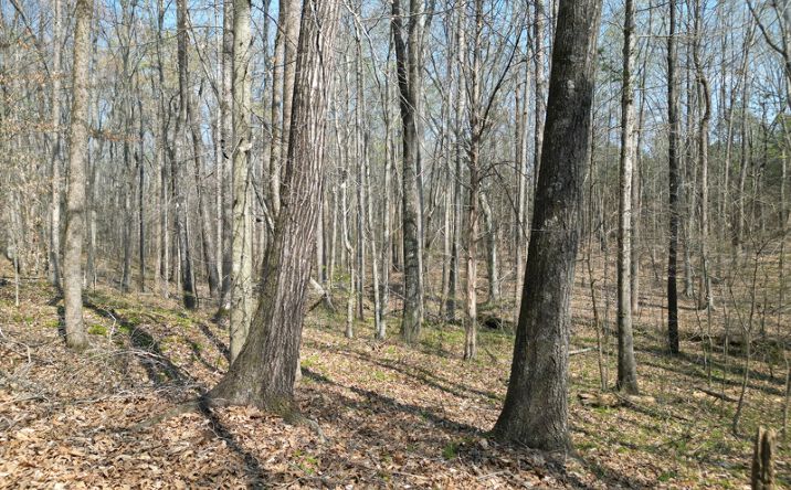 Pictures of Land property located at 10 Tilden Nursery Rd, Lexington, NC 27295 for sales - image #1