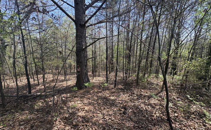 Pictures of Land property located at 0 Mill Ave, Hohenwald, TN 38462 for sales - image #1