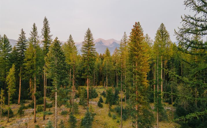 Pictures of Land property located at NHN Styler Drive, CONDON, MT 59826 for sales - image #1