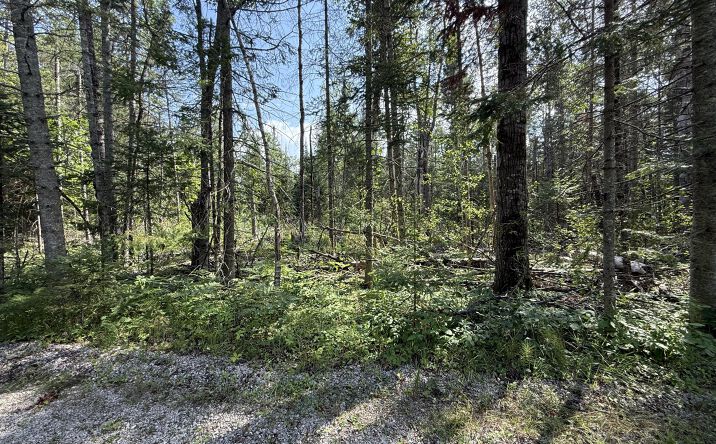 Pictures of Land property located at N Black River Rd, Cheboygan, MI 49721 for sales - image #1