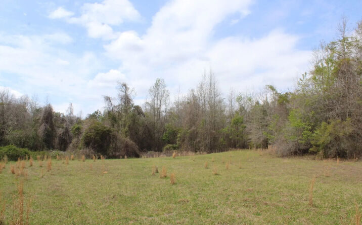 Pictures of Land property located at 337+/- ac Hwy 137, Buena Vista, GA 31803 for sales - image #1