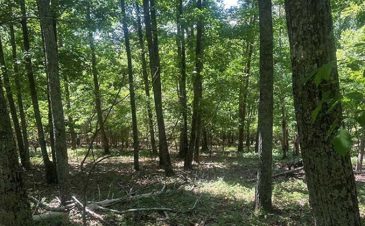 Pictures of Land property located at Owl Ridge Way, Jasper, GA 30143 for sales - image #1
