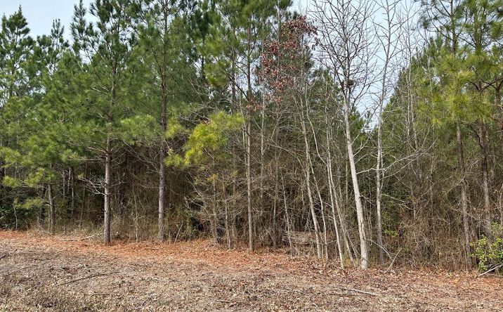 95 acres Morattico Creek Road, LIVELY