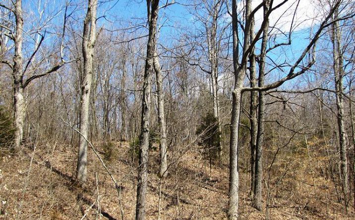 Graces Run Road, Wayne Twp