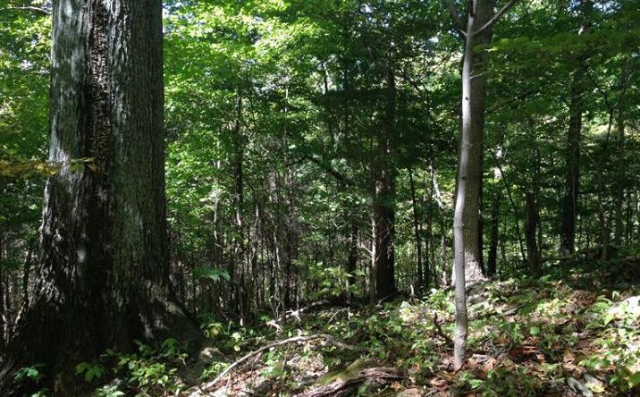 88.850ac Island Creek Road, Manchester Twp