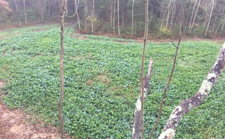 43.96ac Greenbrier Road, Jackson Twp