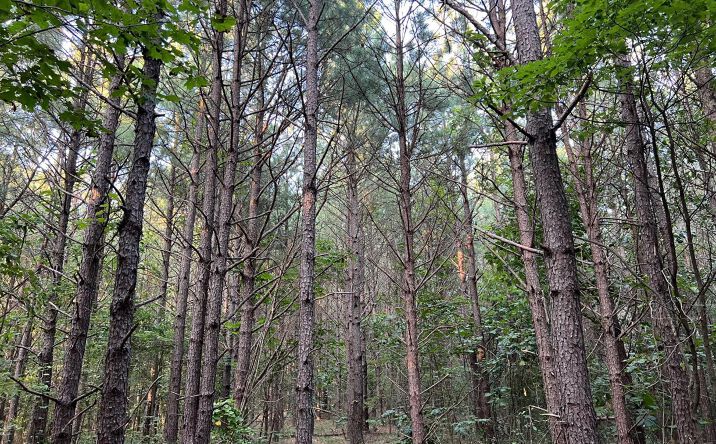 Pictures of Land property located at St Rt 278, Starr Twp, OH 45764 for sales - image #1
