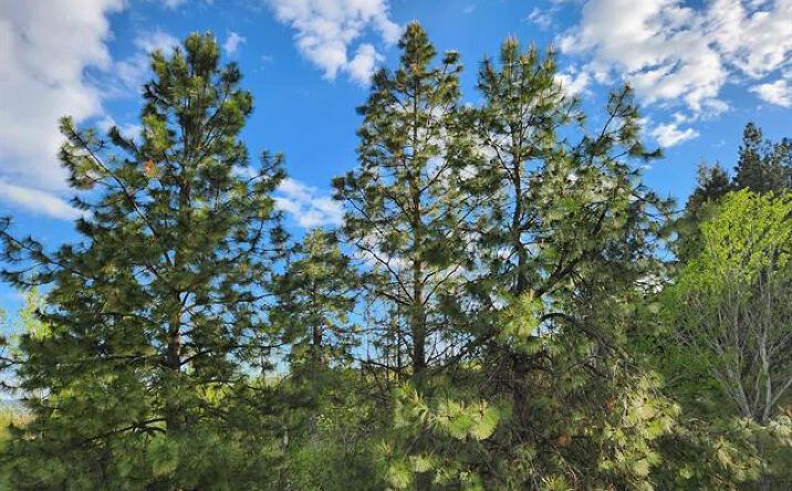 Pictures of Land property located at TBD Ken Trail, Moscow, ID 83843 for sales - image #1