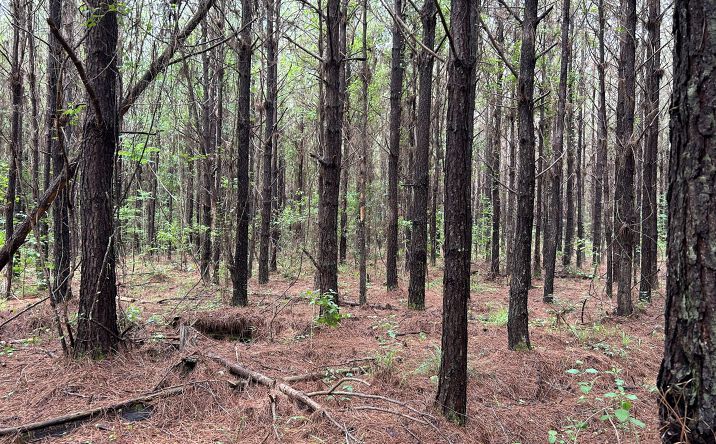Pictures of Land property located at Halso Mill Road, Greenville, AL 36037 for sales - image #1