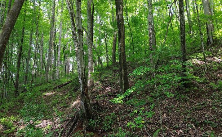 Pictures of Land property located at 115 Calvender Road, Turtletown, TN 37391 for sales - image #1