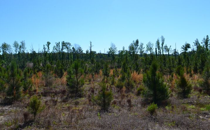 Pictures of Land property located at Scotland Road, Dublin, GA 31021 for sales - image #1